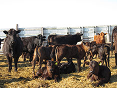 Litchke Farms' Cattle Herd